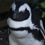 image pingwin-przyladkowy-rpa-2010-jpg