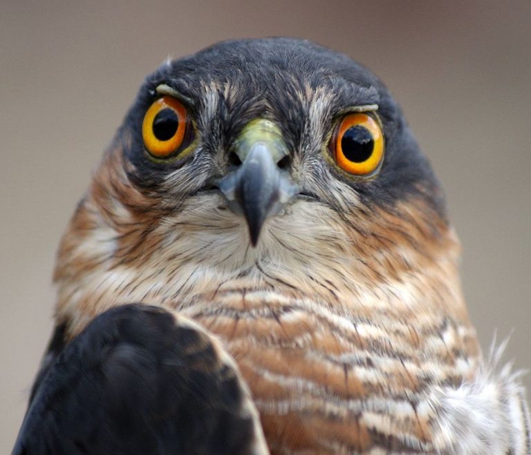 akcja-ba-tycka-krogulec