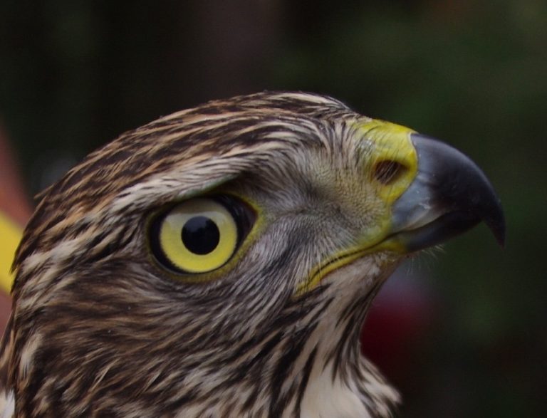 akcja-ba-tycka-jastrz-b