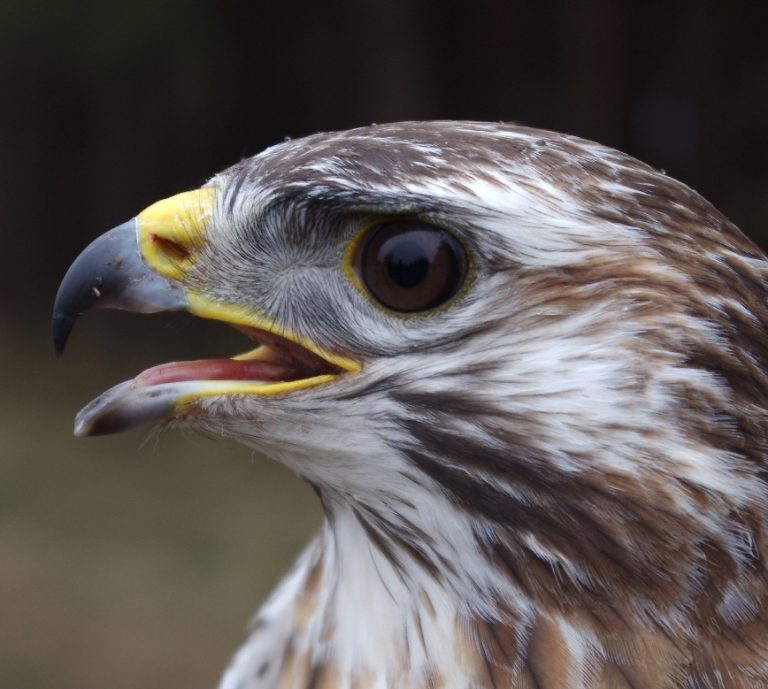 akcja-ba-tycka-myszo-w