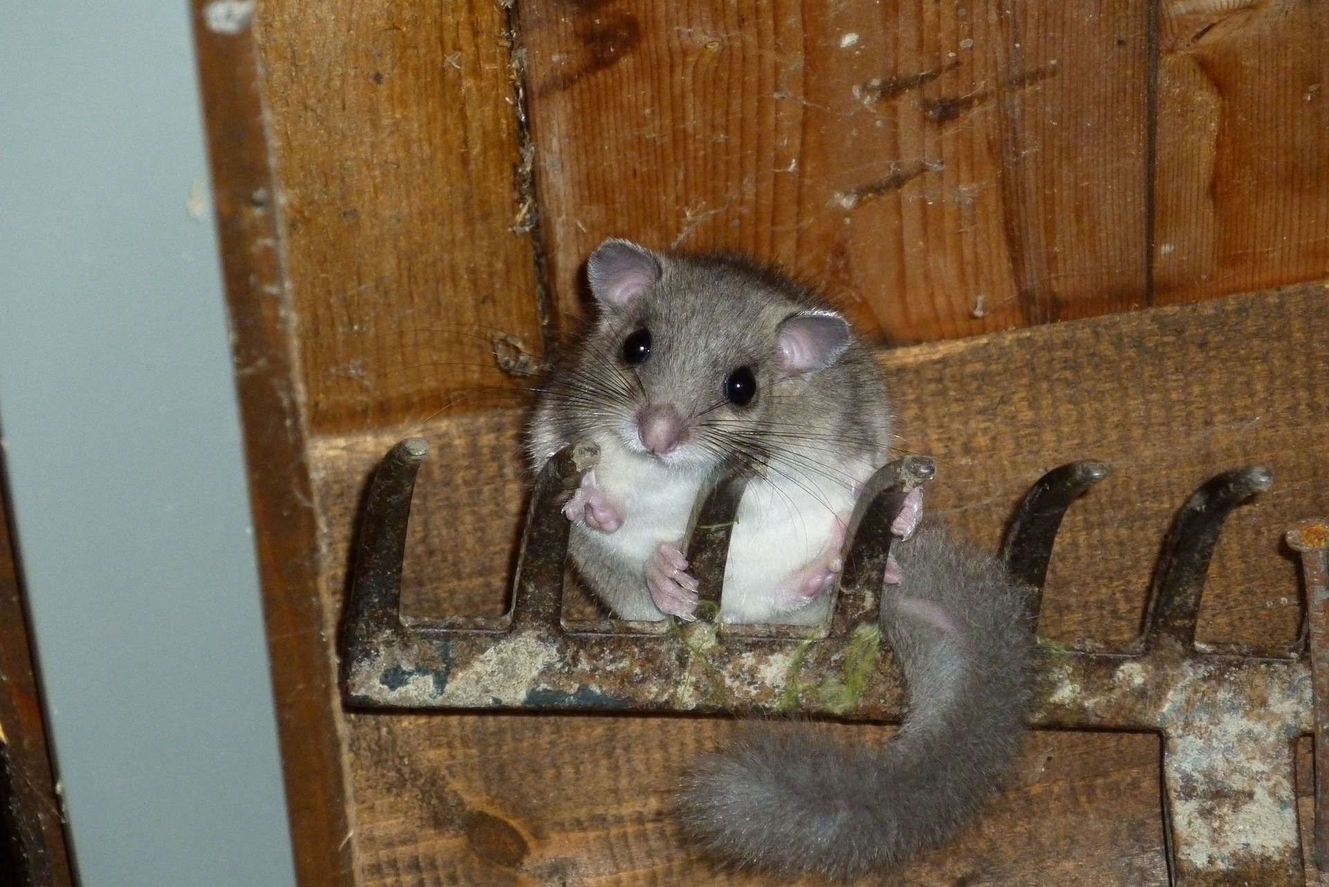 akcja-ba-tycka-popielica