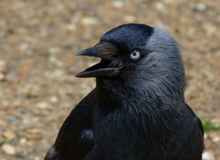 akcja-ba-tycka-kawka